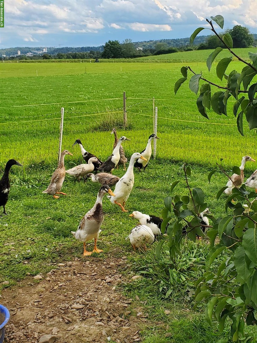 Junge bunte Laufenten abzugeben