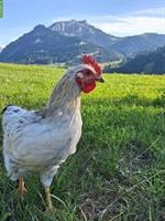 Junger, liebevoller Hahn sucht dringend schönes zuhause