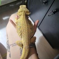 Bartagamen mit Terrarium zu verkaufen