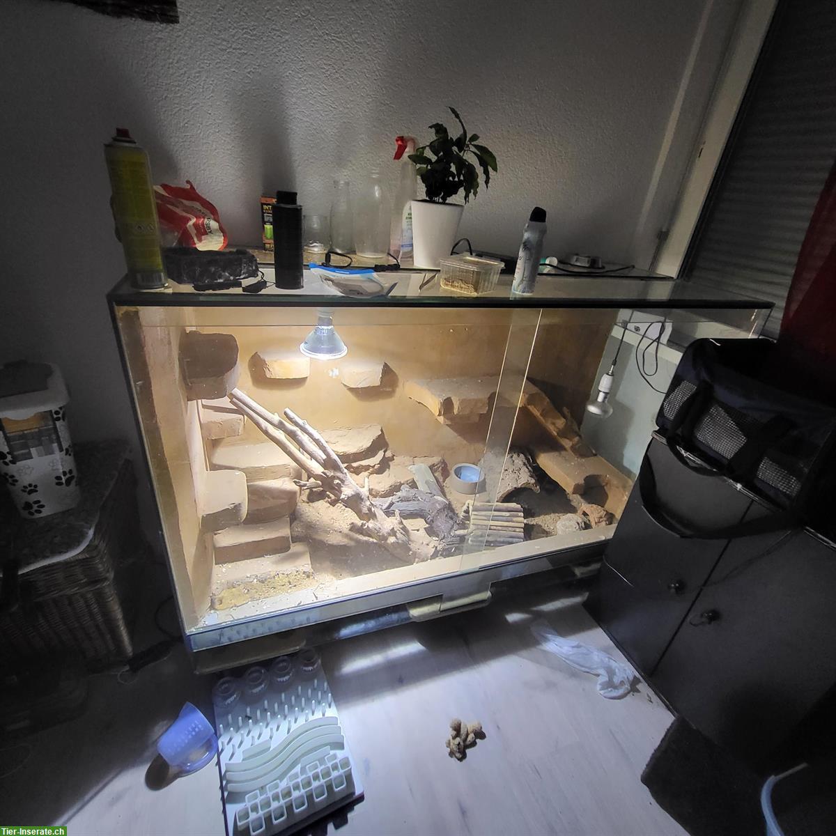 Bild 4: Bartagamen mit Terrarium zu verkaufen