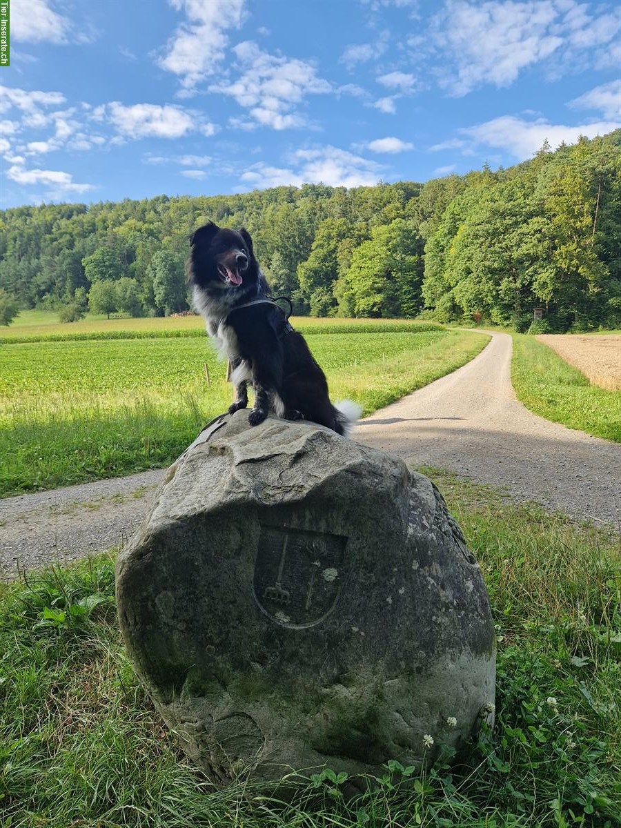 Border Collie x Appenzeller Mix Rüde sucht neues Zuhause