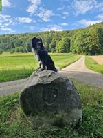 Border Collie x Appenzeller Mix Rüde sucht neues Zuhause