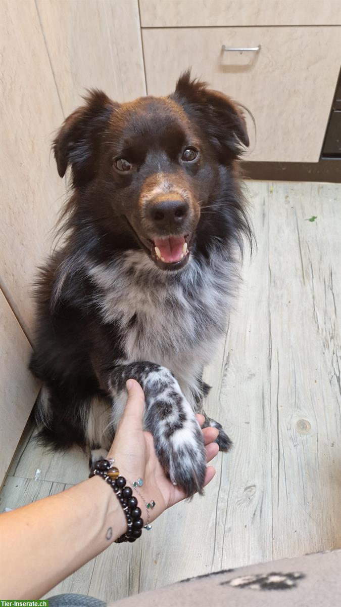 Bild 2: Border Collie x Appenzeller Mix Rüde sucht neues Zuhause