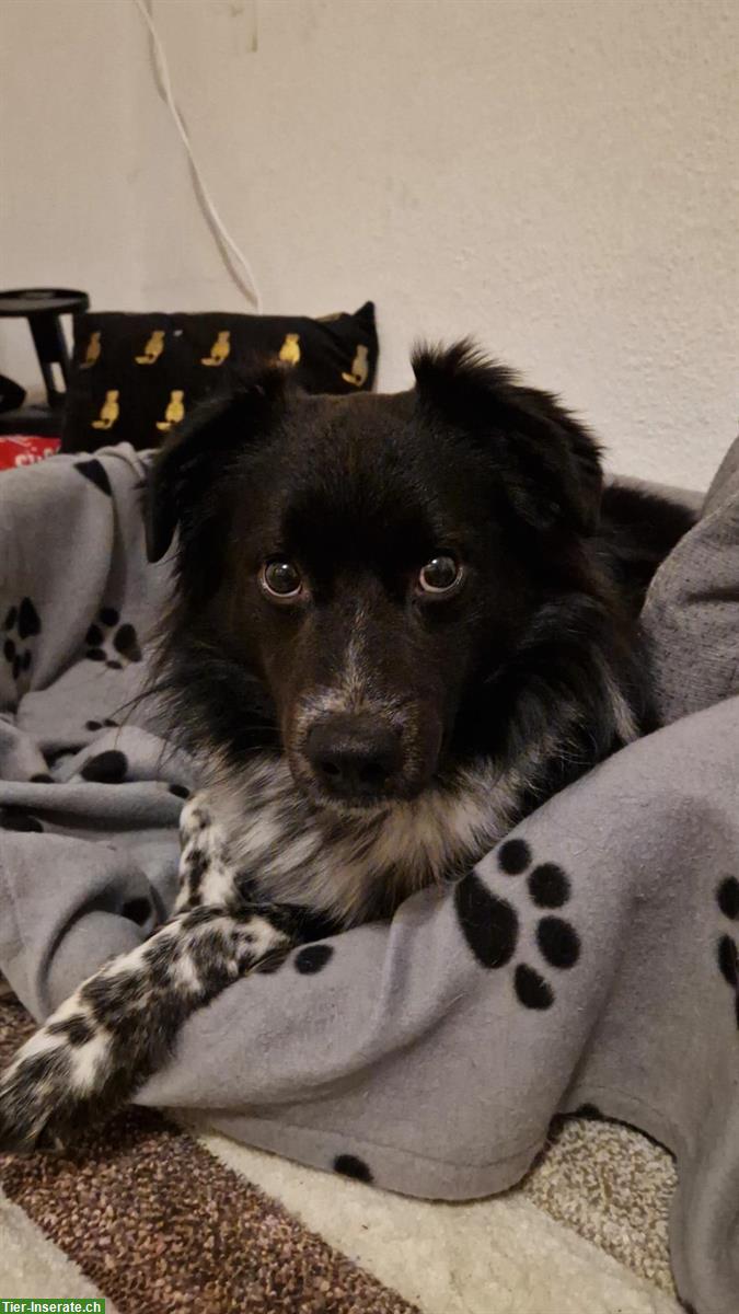 Bild 3: Border Collie x Appenzeller Mix Rüde sucht neues Zuhause