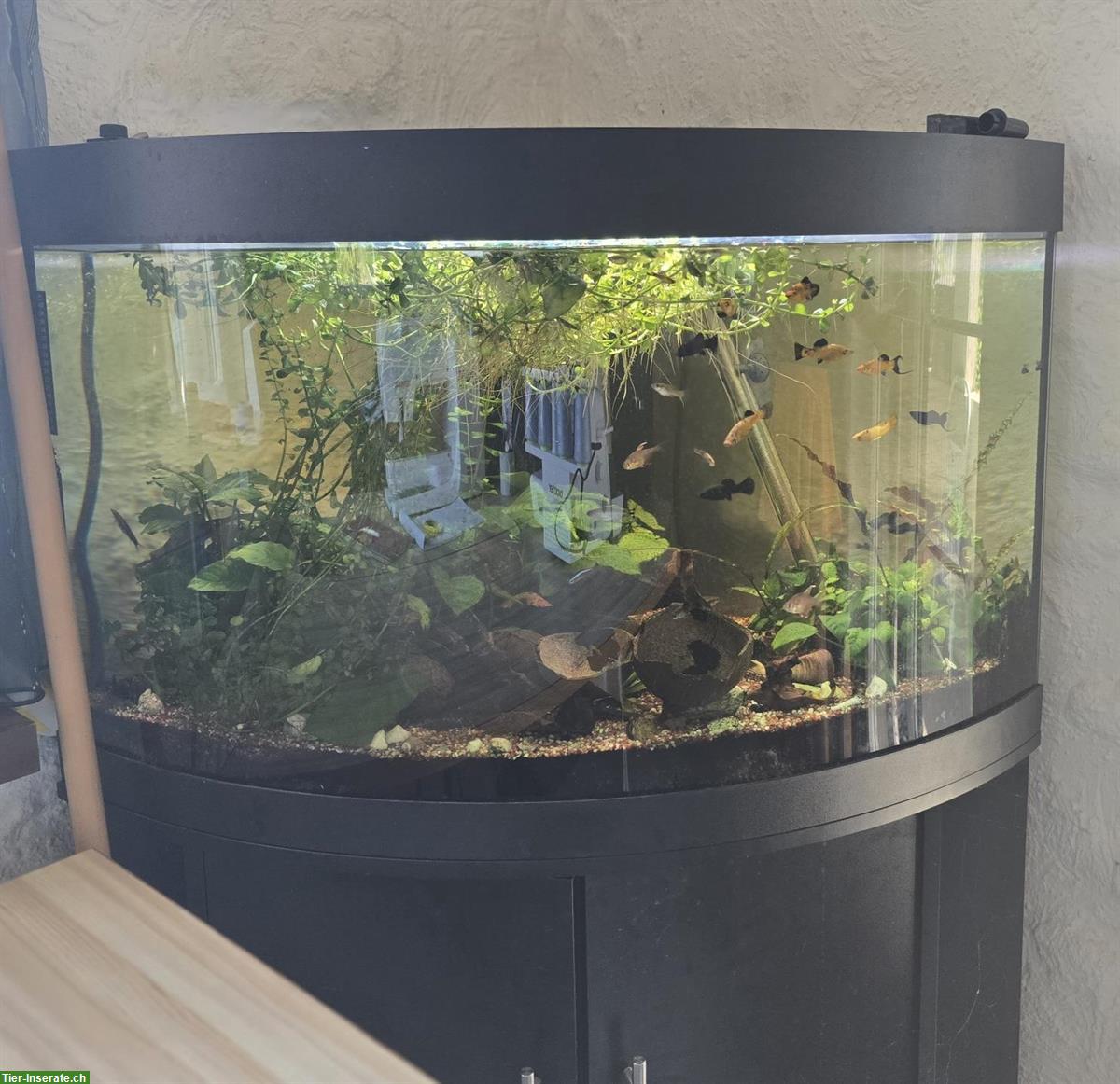 180 Liter Aquarium mit Fischen & Zubehör zu verkaufen