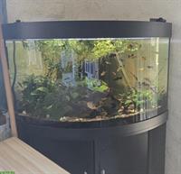 180 Liter Aquarium mit Fischen & Zubehör zu verkaufen