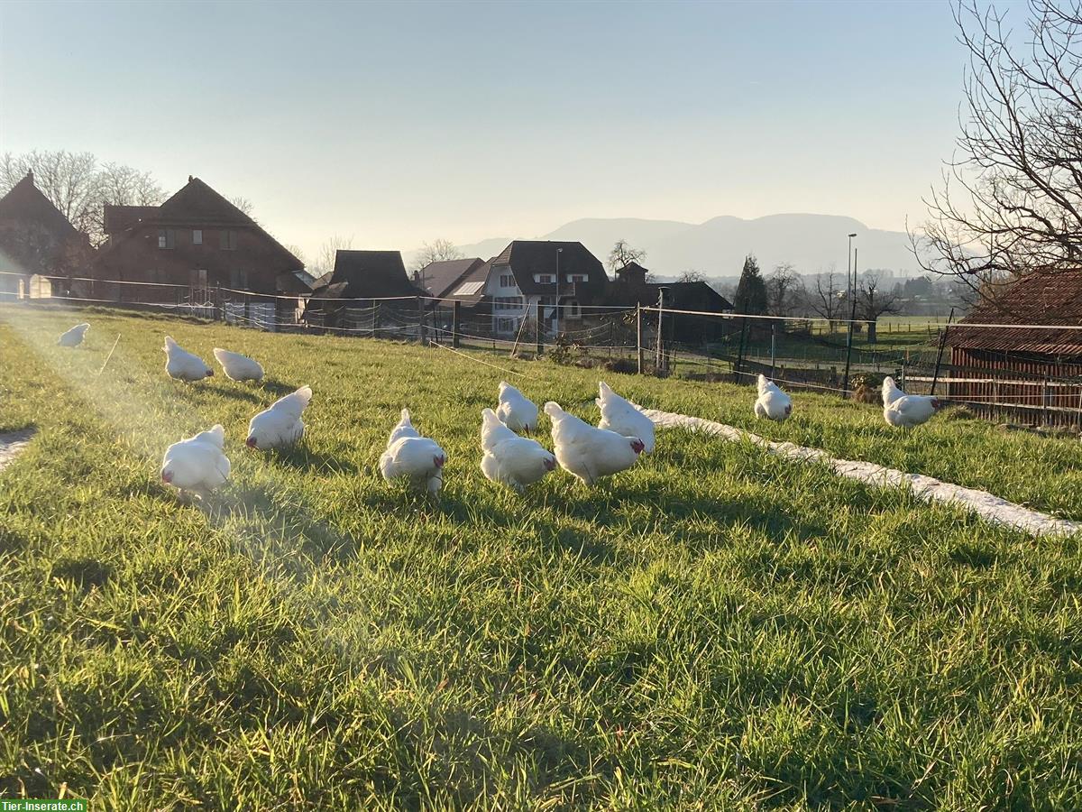 Junge komplette Schweizerhuhn TOP Zuchtherde