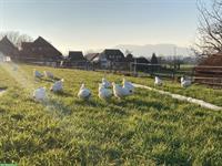 Junge komplette Schweizerhuhn TOP Zuchtherde