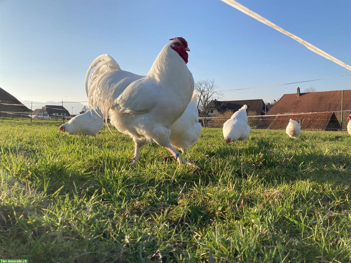 Bild 2: Junge komplette Schweizerhuhn TOP Zuchtherde