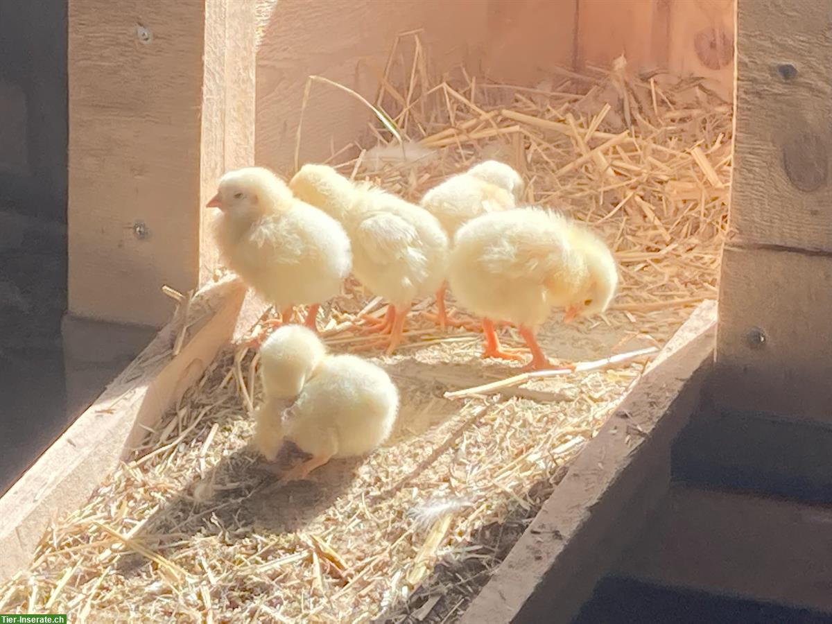 Bild 3: Junge komplette Schweizerhuhn TOP Zuchtherde