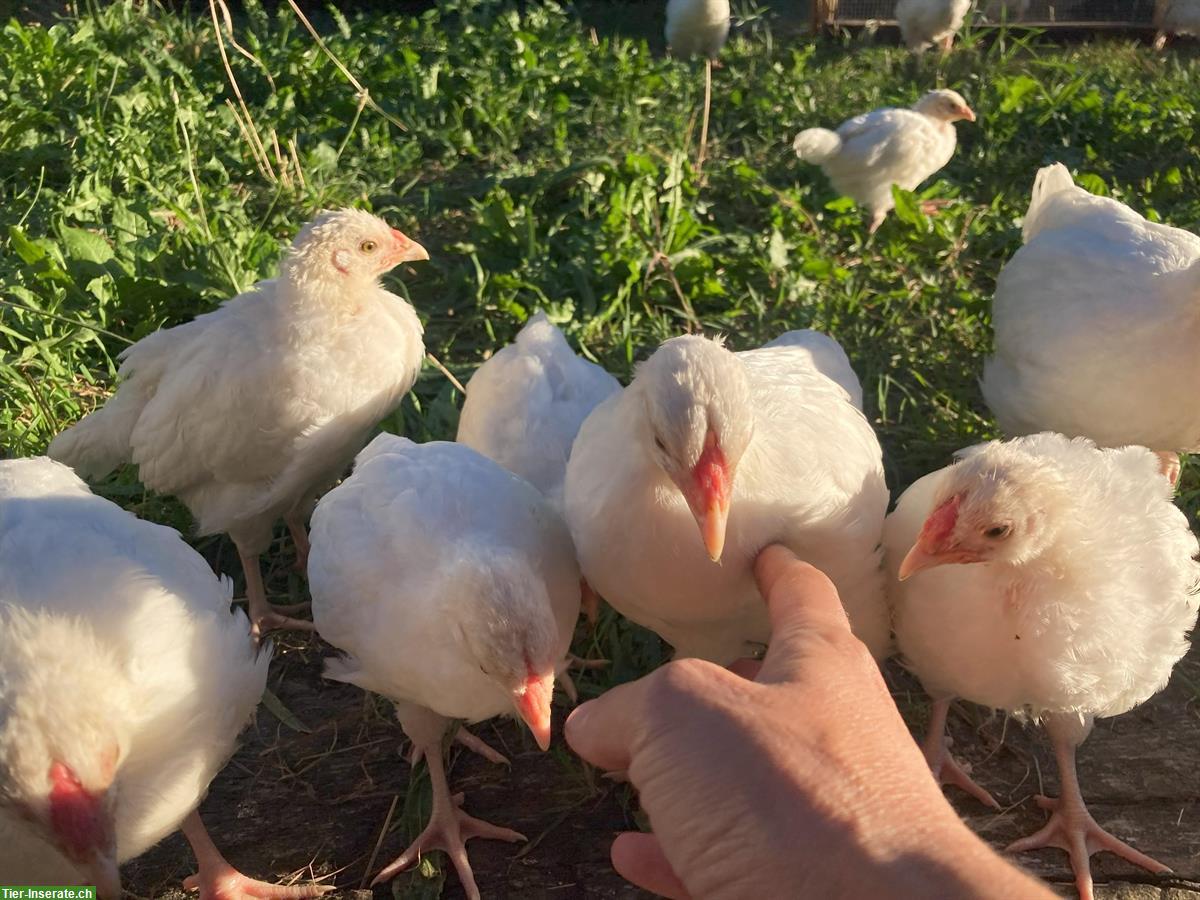 Bild 4: Junge komplette Schweizerhuhn TOP Zuchtherde