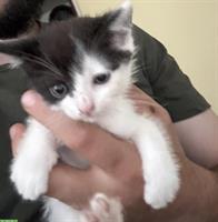EHK Katzenbaby, junger männlicher Kater