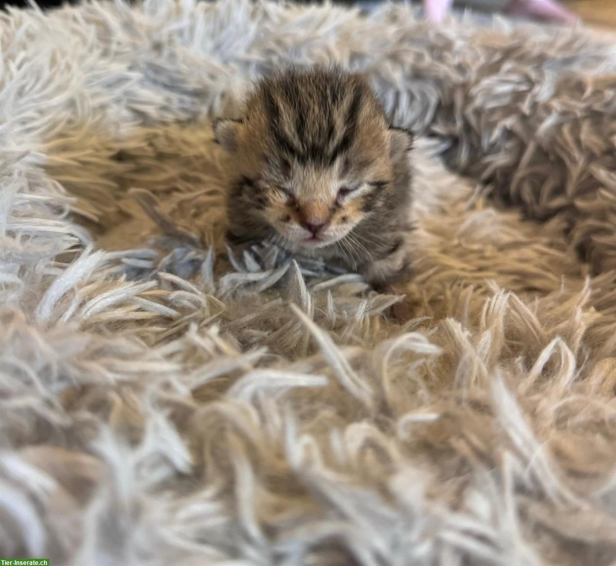 Halb-Kartäuser Kitten suchen neues Zuhause
