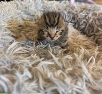 Halb-Kartäuser Kitten suchen neues Zuhause