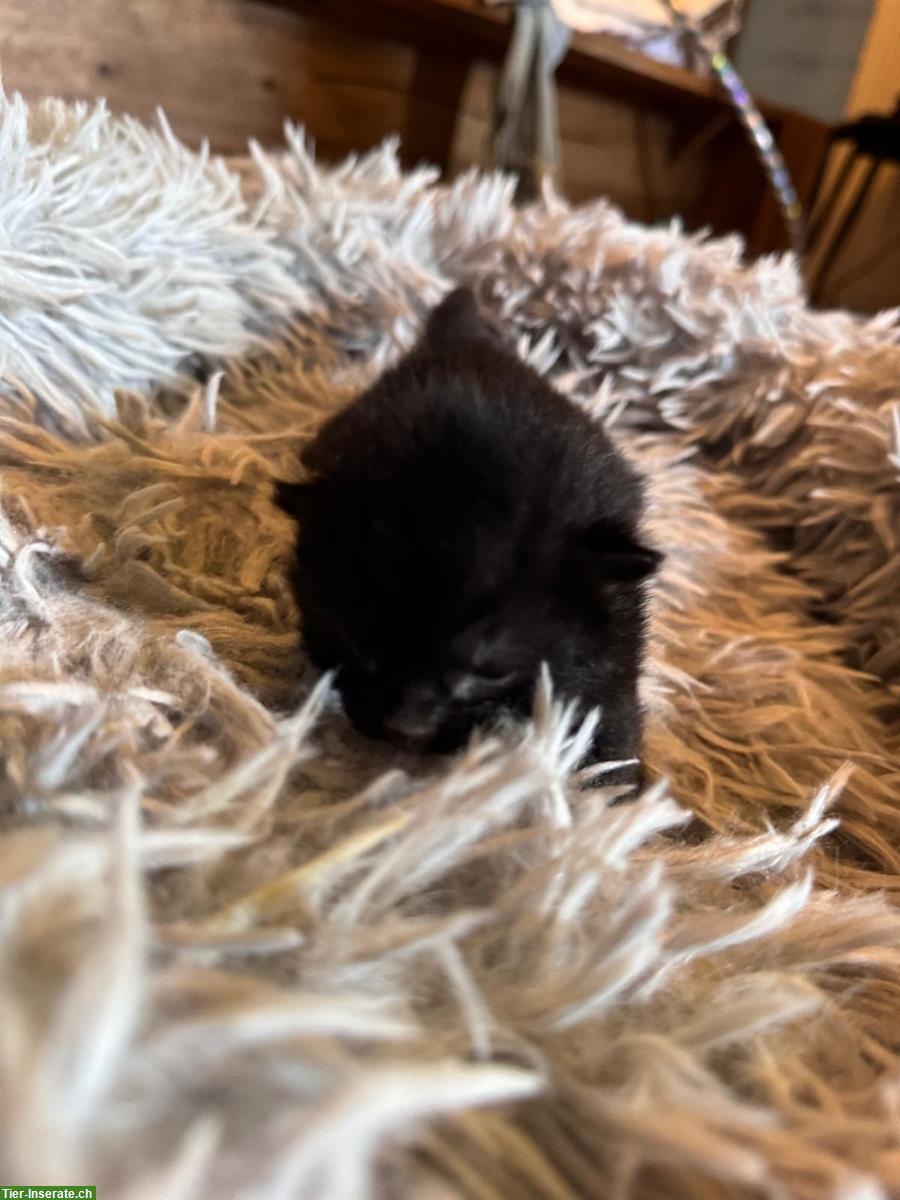Bild 2: Halb-Kartäuser Kitten suchen neues Zuhause