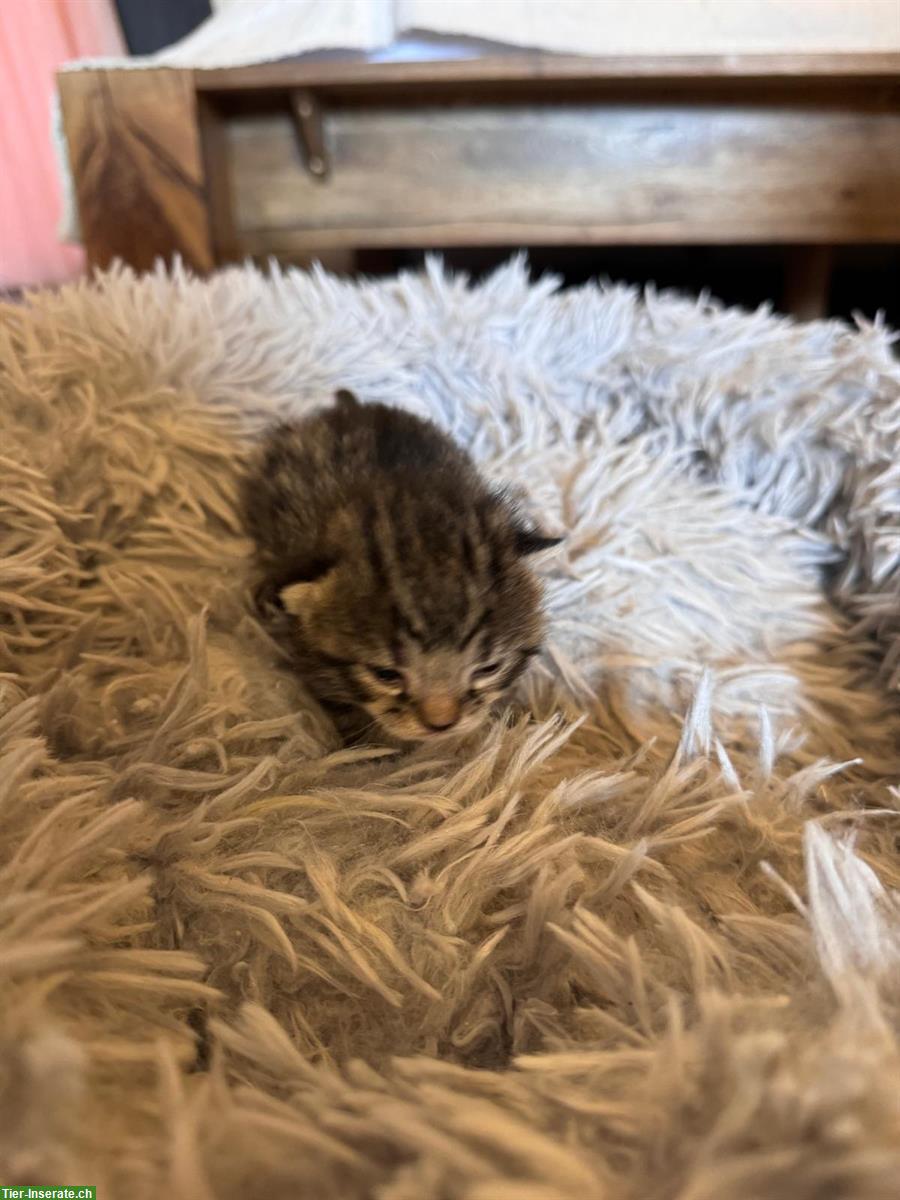 Bild 3: Halb-Kartäuser Kitten suchen neues Zuhause