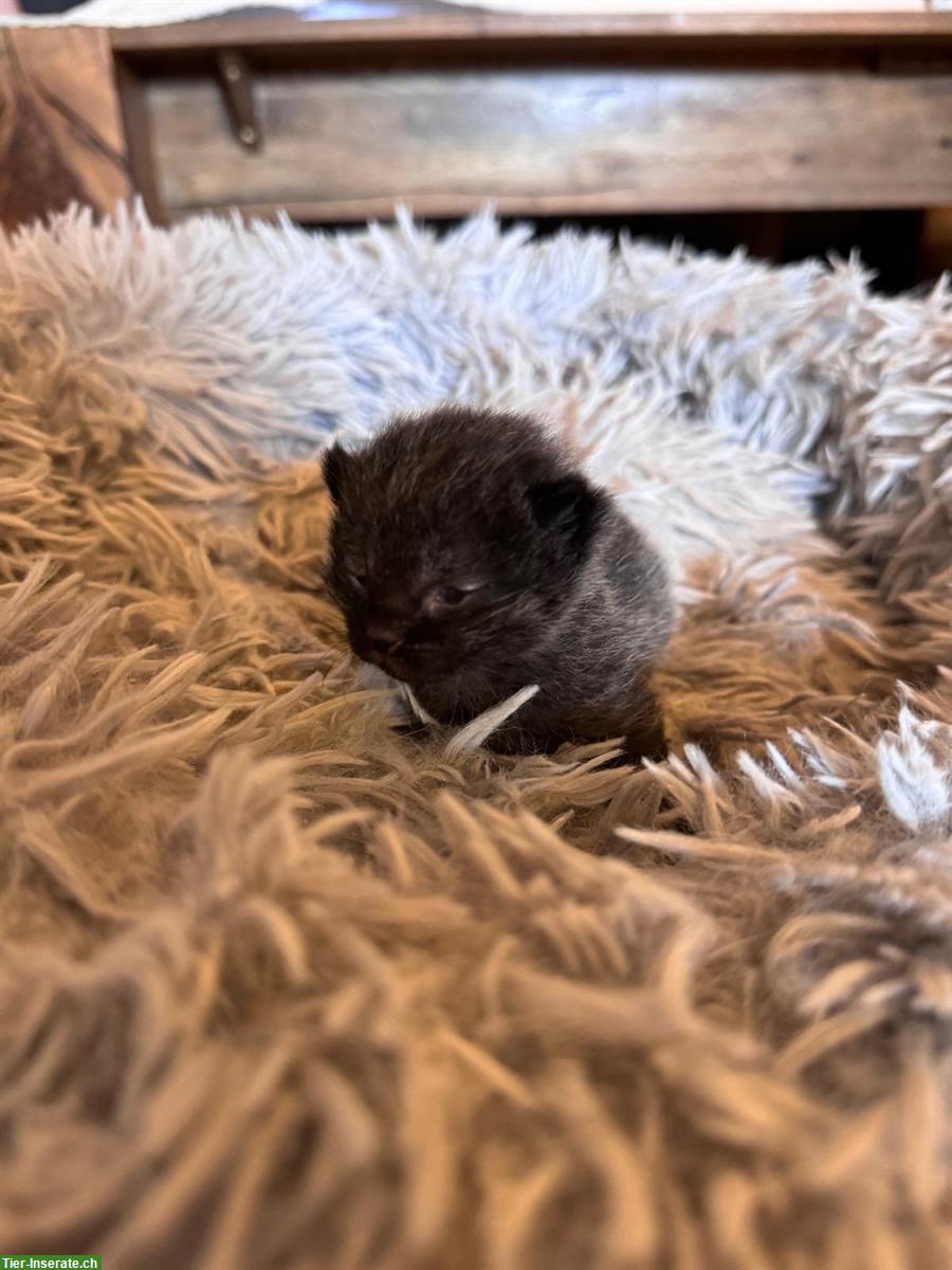 Bild 4: Halb-Kartäuser Kitten suchen neues Zuhause