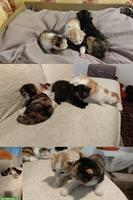 4 Kitten Katzen abzugeben