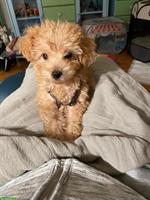 Toy Pudel (mini) Welpe sucht ein Zuhause