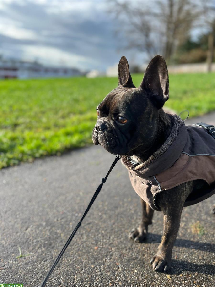 Französische Bulldogge Deckrüde sucht nettes Weibchen