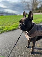 Französische Bulldogge Deckrüde sucht nettes Weibchen