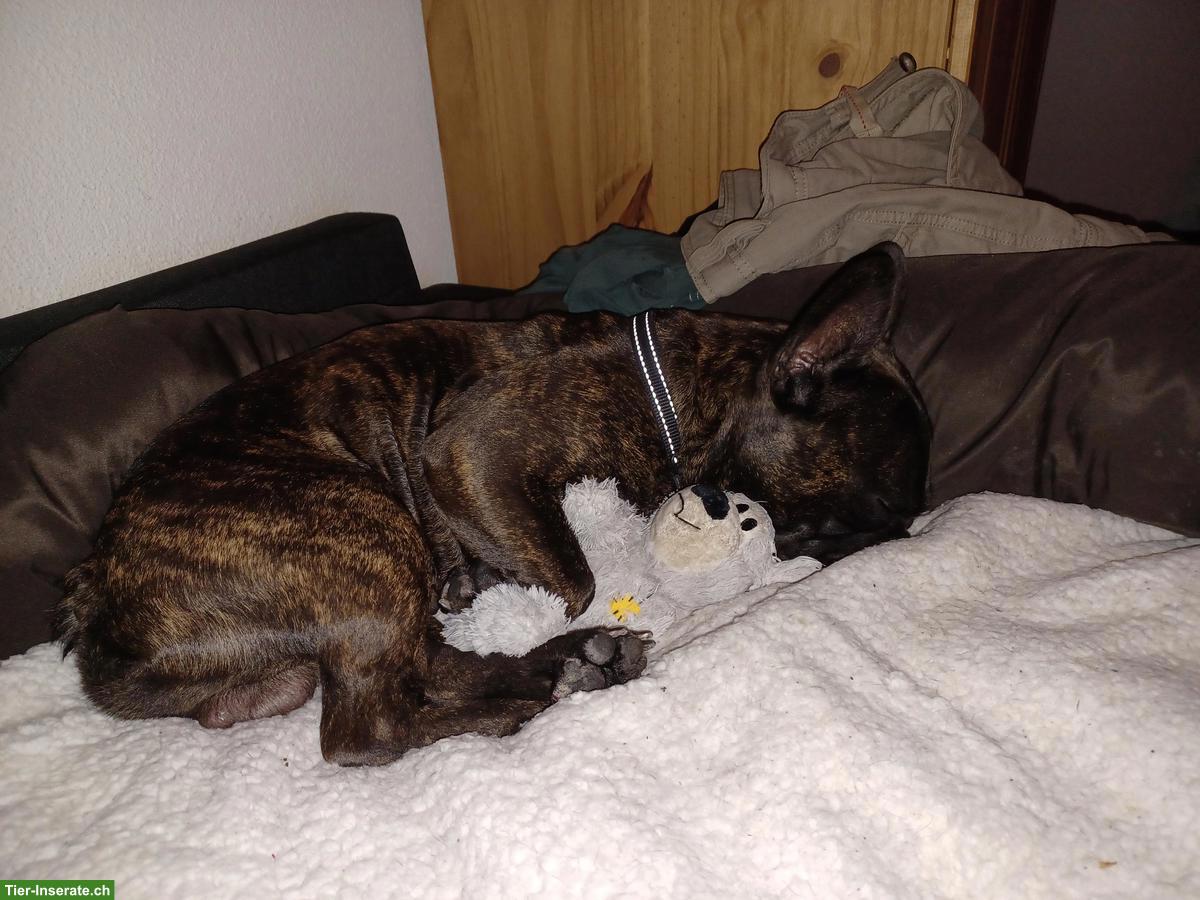 Bild 10: Französische Bulldogge Deckrüde sucht nettes Weibchen