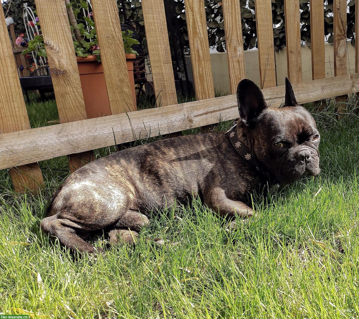 Bild 2: Französische Bulldogge Deckrüde sucht nettes Weibchen