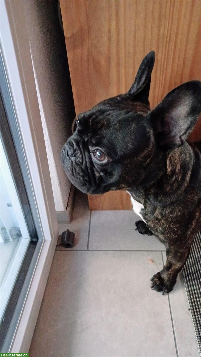 Bild 3: Französische Bulldogge Deckrüde sucht nettes Weibchen