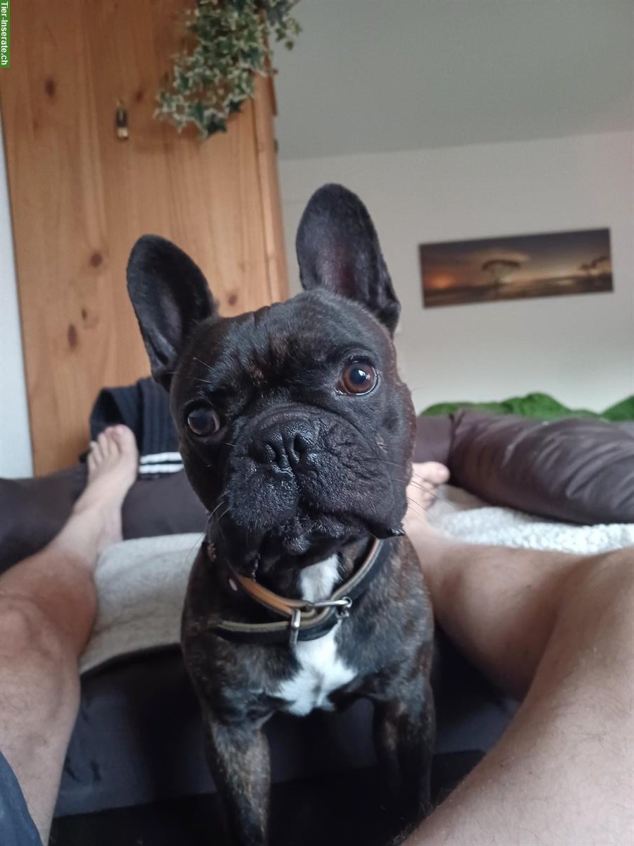 Bild 4: Französische Bulldogge Deckrüde sucht nettes Weibchen