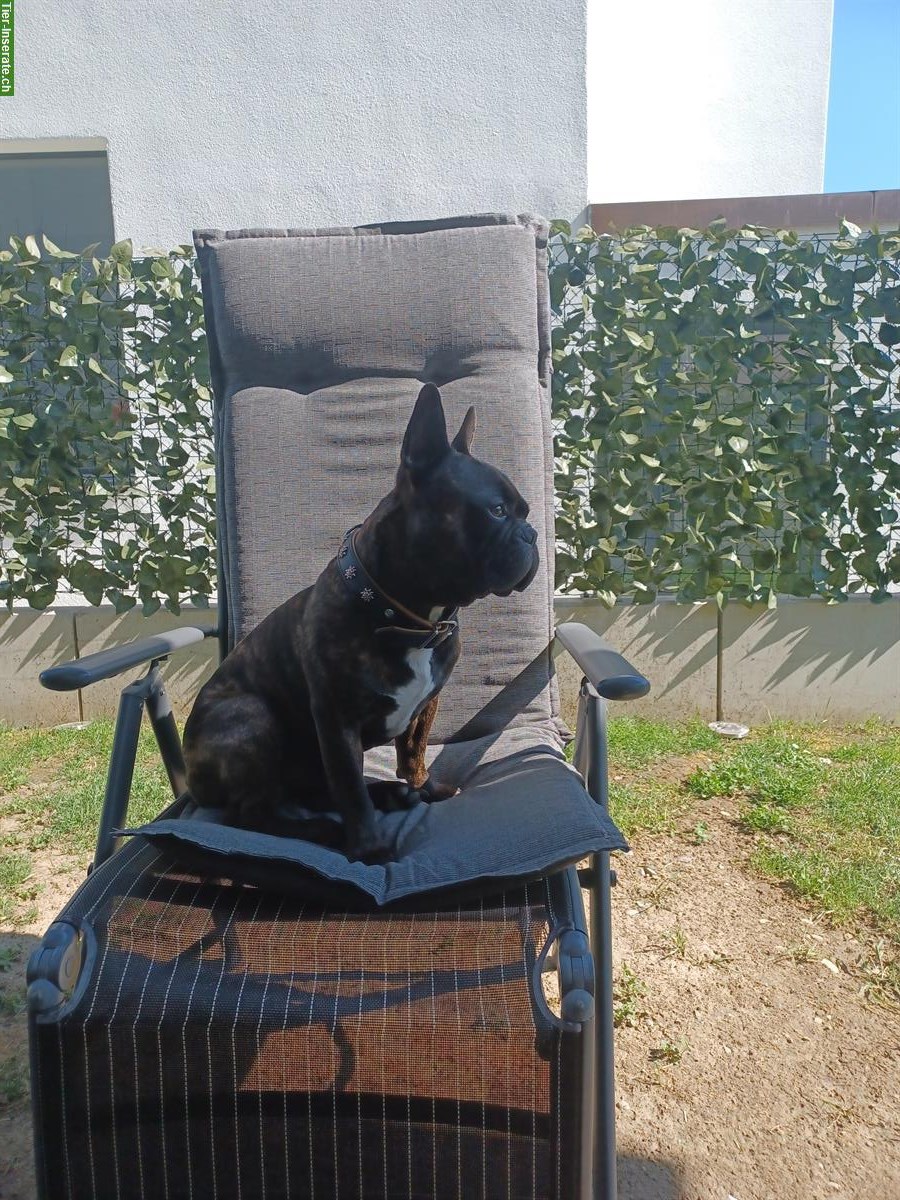 Bild 5: Französische Bulldogge Deckrüde sucht nettes Weibchen