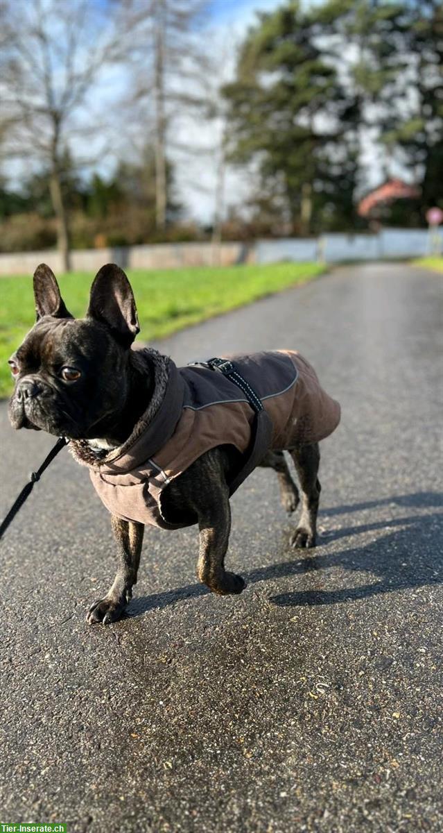Bild 6: Französische Bulldogge Deckrüde sucht nettes Weibchen