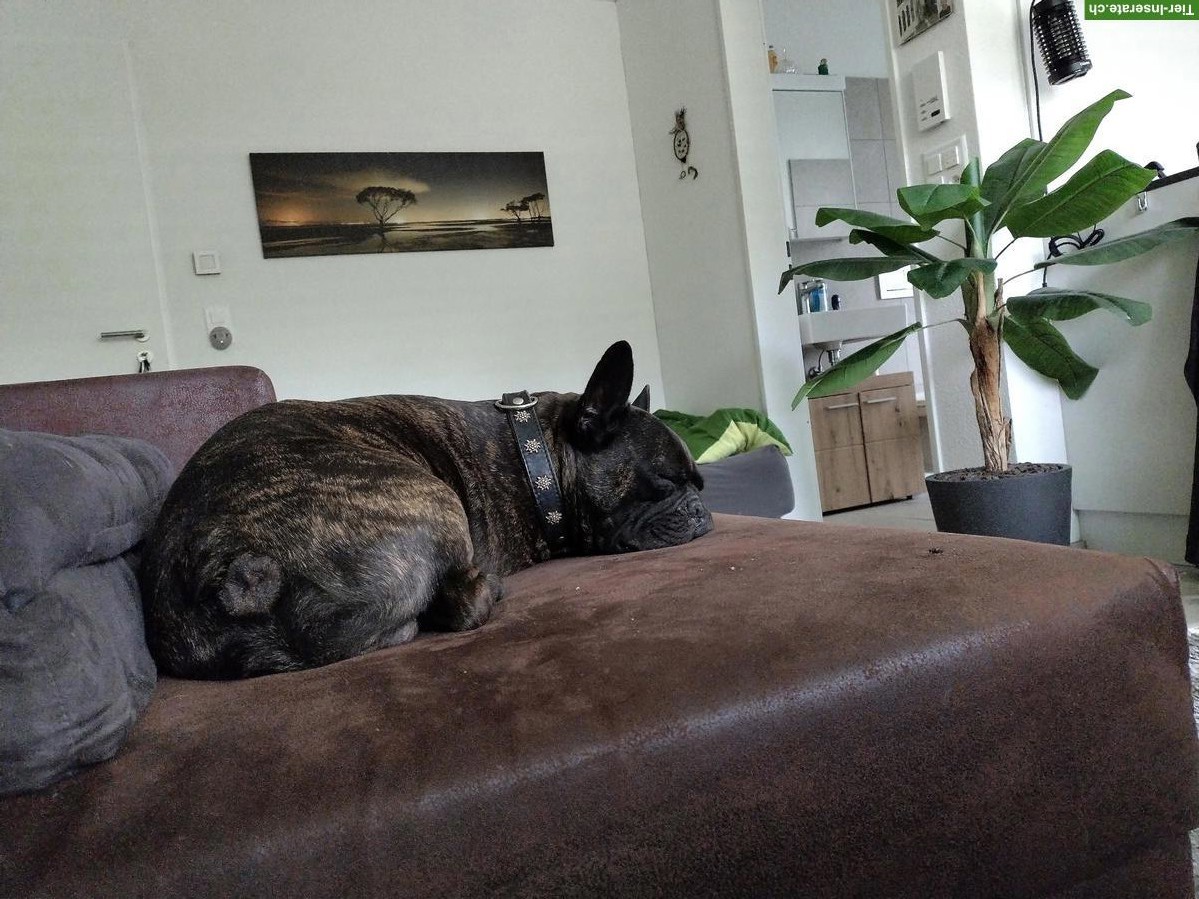 Bild 9: Französische Bulldogge Deckrüde sucht nettes Weibchen