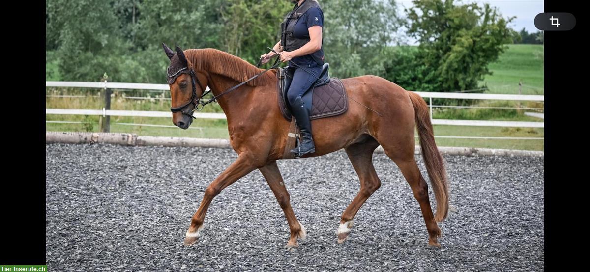 Bild 3: Dressur Wallach, 4-jährig mit herausragenden Grundgangarten