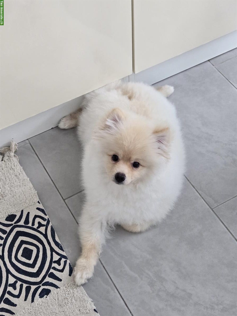 Pomeranian Rüde sucht ein neues Zuhause