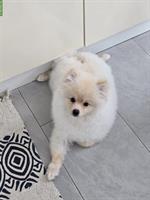 Pomeranian Rüde sucht ein neues Zuhause