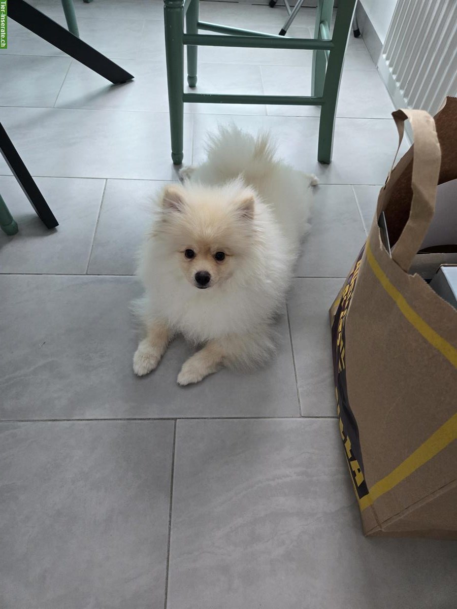 Bild 2: Pomeranian Rüde sucht ein neues Zuhause