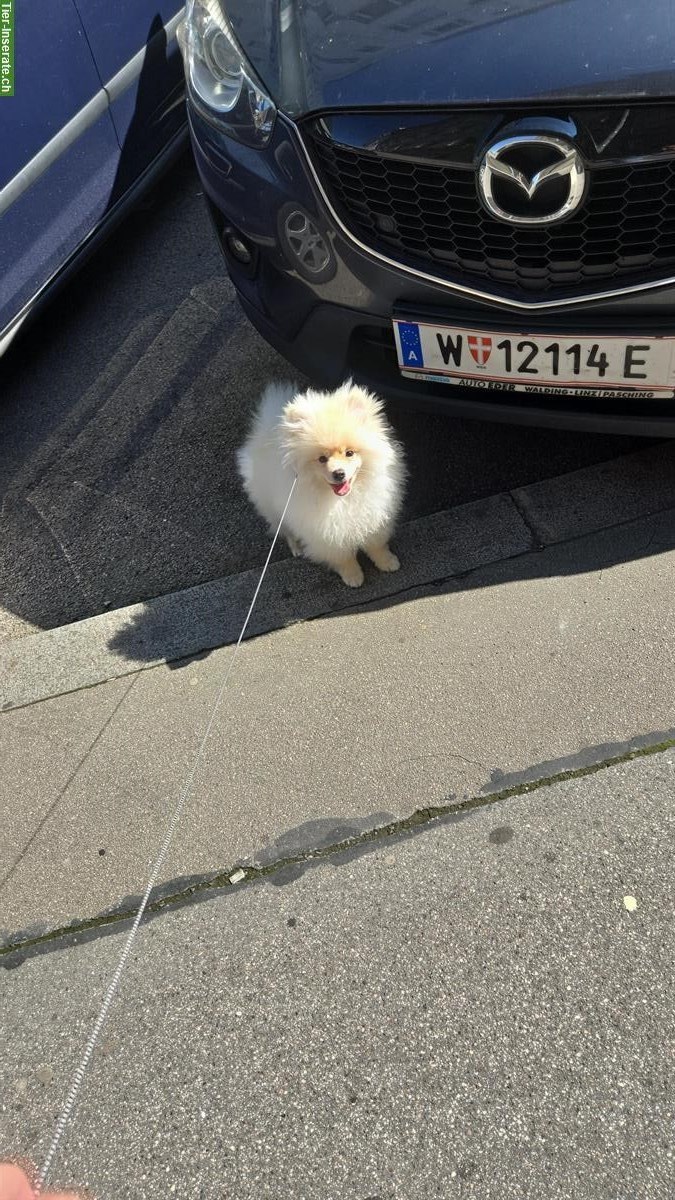 Bild 3: Pomeranian Rüde sucht ein neues Zuhause