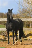 Pferde ausbilden, feines Reiten lernen- mit braven Sportpferden