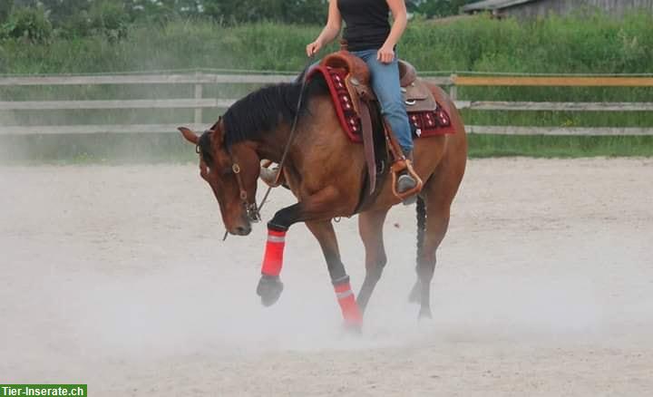 Bild 3: Pferde ausbilden, feines Reiten lernen- mit braven Sportpferden