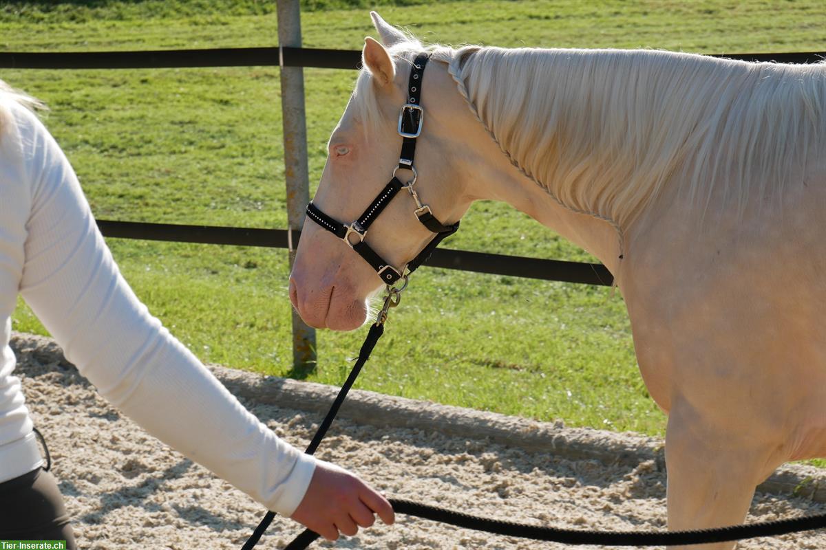 Bild 5: Pferde ausbilden, feines Reiten lernen- mit braven Sportpferden