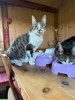2 Katzen Brüder suchen gemeinsam ein neues Zuhause