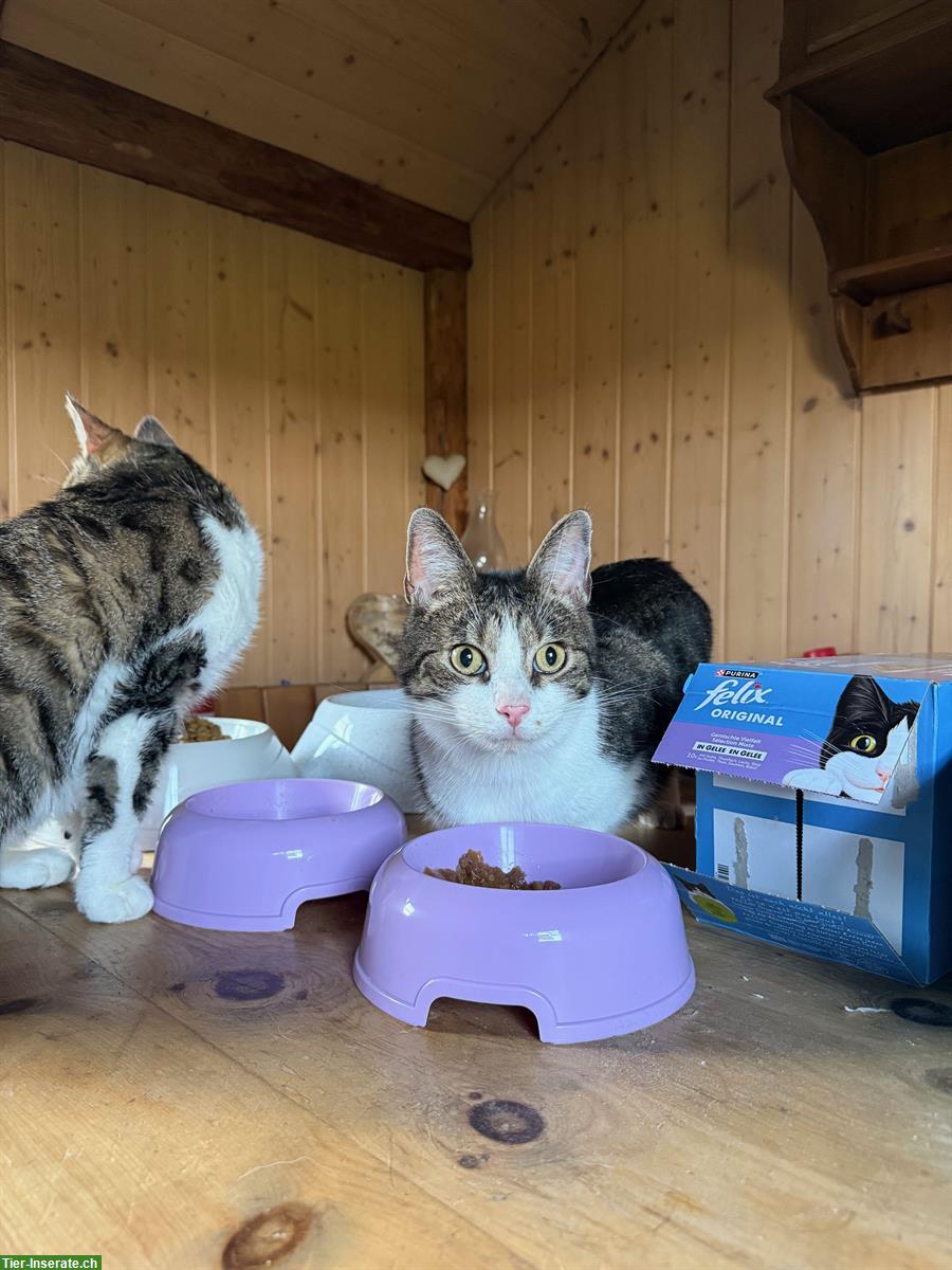 Bild 2: 2 Katzen Brüder suchen gemeinsam ein neues Zuhause