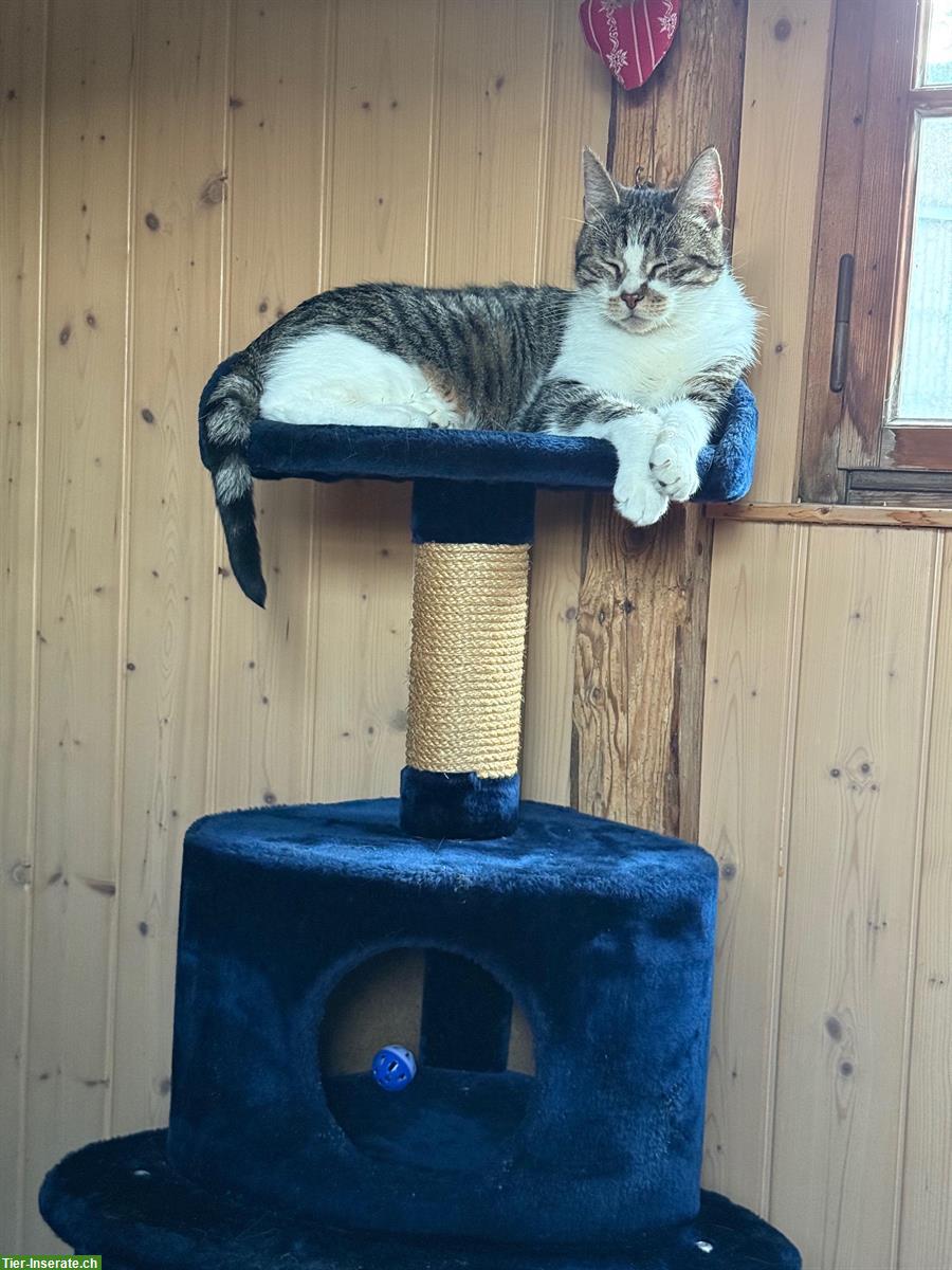 Bild 3: 2 Katzen Brüder suchen gemeinsam ein neues Zuhause
