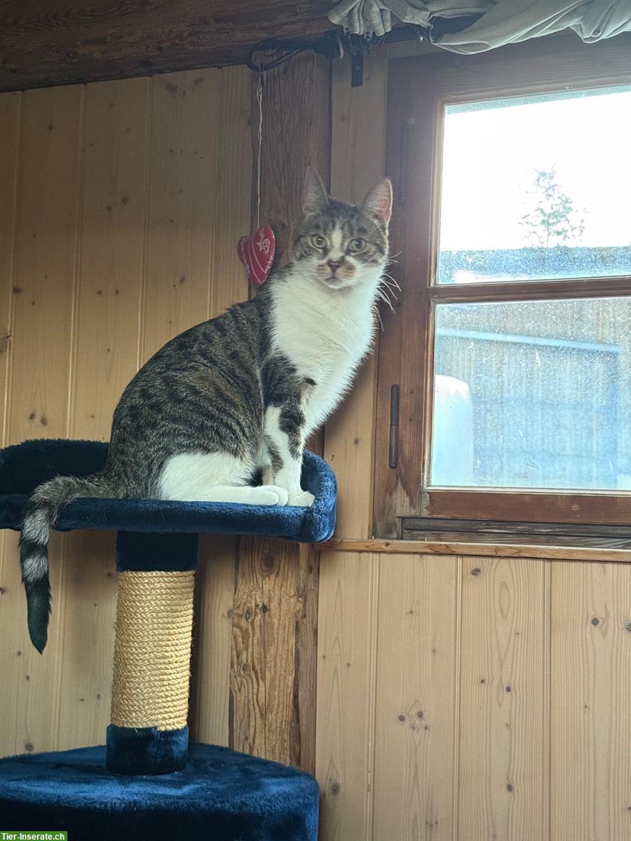 Bild 4: 2 Katzen Brüder suchen gemeinsam ein neues Zuhause