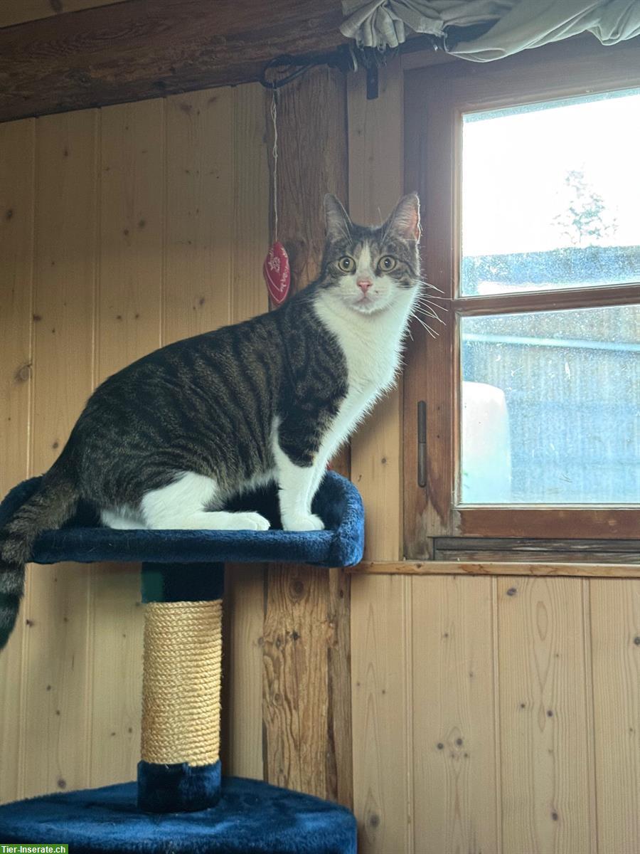 Bild 5: 2 Katzen Brüder suchen gemeinsam ein neues Zuhause