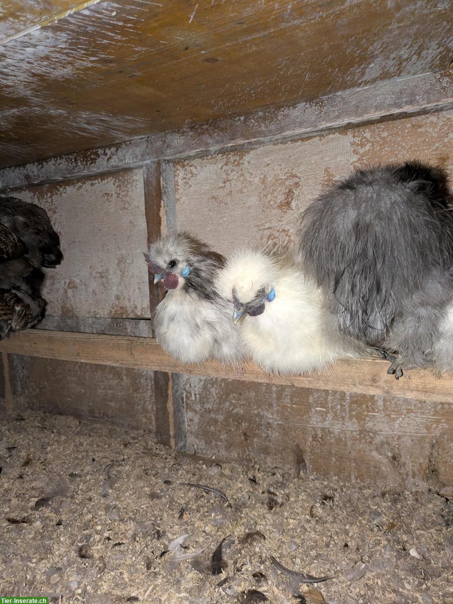 Seidenhuhn Güggel GRATIS abzugeben
