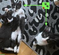 Kätzchen Nala & Noah suchen ein neues liebes Zuhause