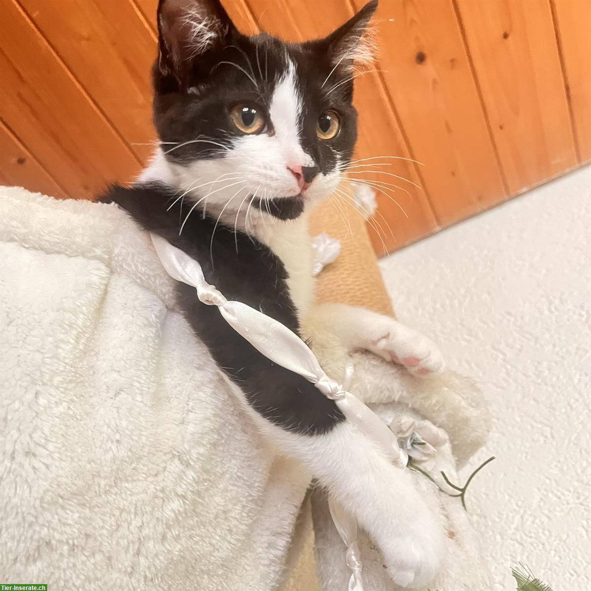 Bild 2: Kätzchen Nala & Noah suchen ein neues liebes Zuhause
