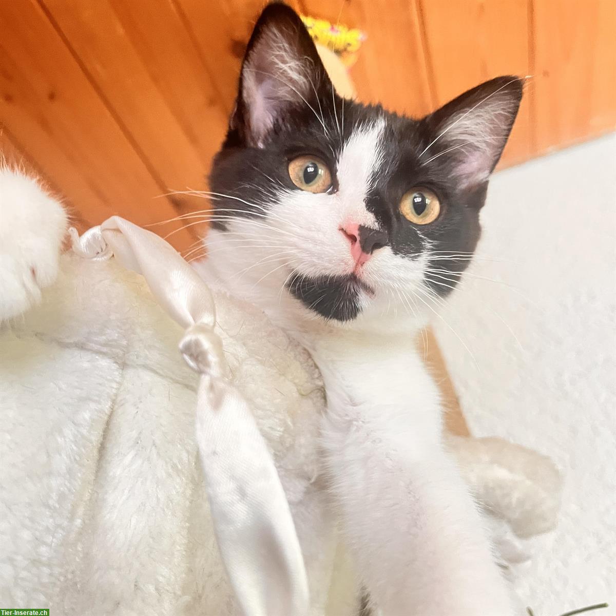 Bild 3: Kätzchen Nala & Noah suchen ein neues liebes Zuhause