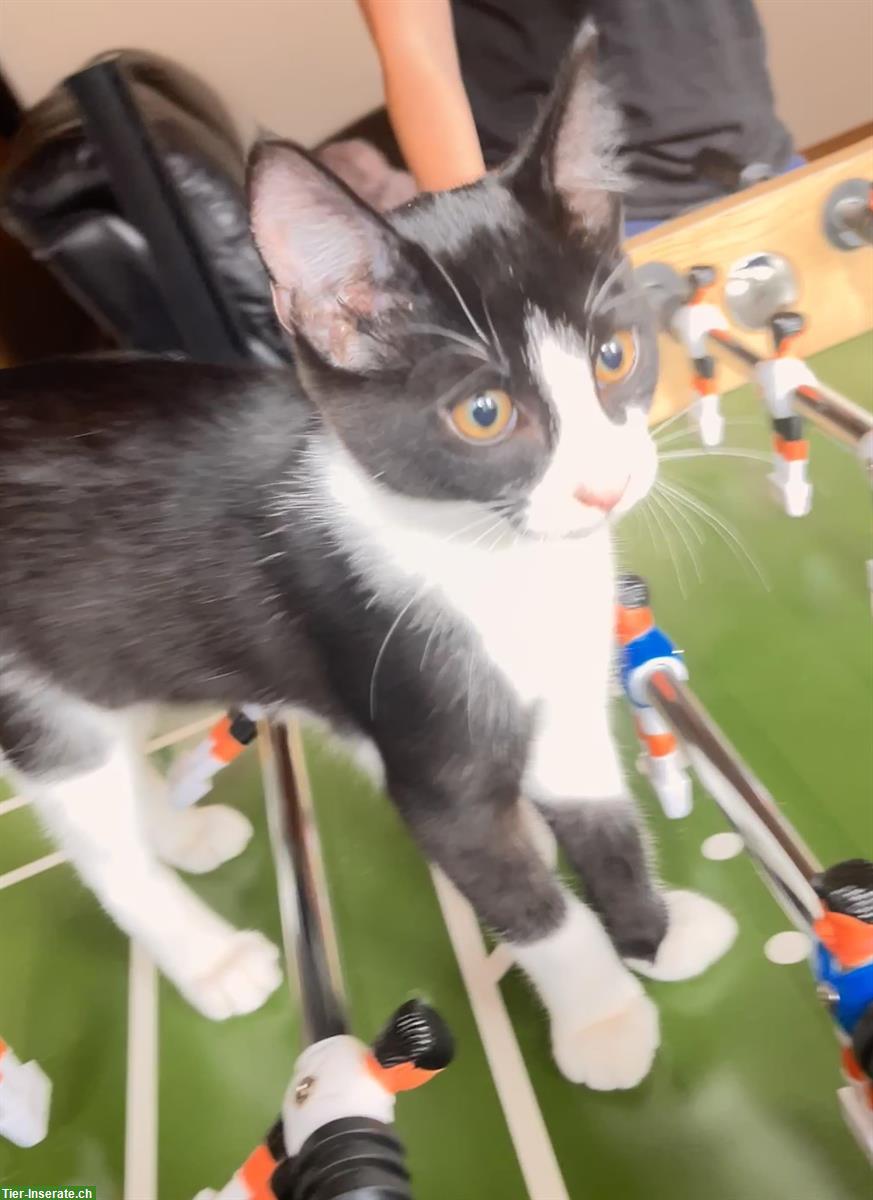 Bild 5: Kätzchen Nala & Noah suchen ein neues liebes Zuhause